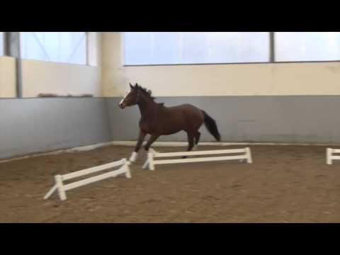 Hof Brüning Cosima von Contendro I - Heraldik xx 2013