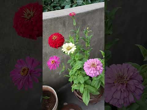 my zinniya flowers 🌺🌹