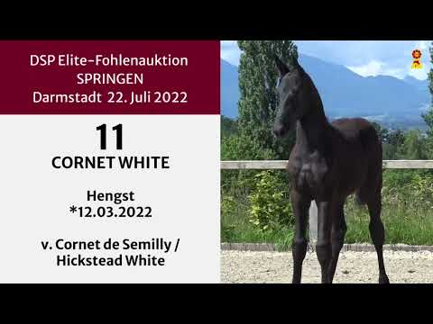 KN 11: Hengstfohlen v. Cornet de Semilly/Hickstead White