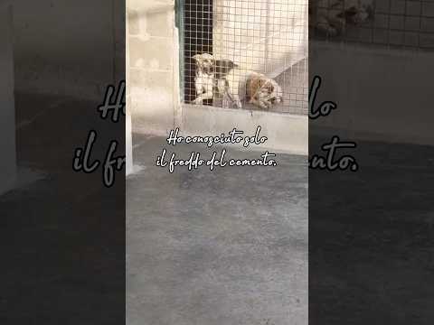 Regalo PIERINO UNA VITA DIETRO LE SBARRE SOGNA LA LIBERTagrave  