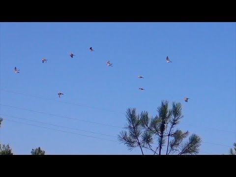 Pré-temporada 2018/2019 - Rolas e Pombos-Torcazes