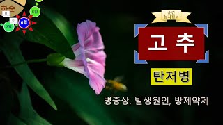 [농사정보(6월 하순)]  고추_탄저병(증상,원인,약제)