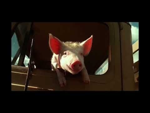 babe pig in the city: taking the pig on a trip ￼