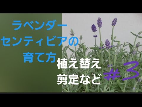 ラベンダーヒース 植物