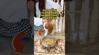 Download lagu This Dog Can't Stand It When It Sees Food 🐶😂 #shorts #dog mp3