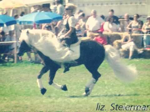 Kohlfuchs Haflinger liz. Steiermark