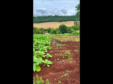 VENDE-SE SÍTIO!! no INTERIOR de SALTO DO LONTRA, PR