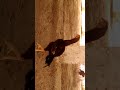 Aseel Murga Patha Bagla Bird