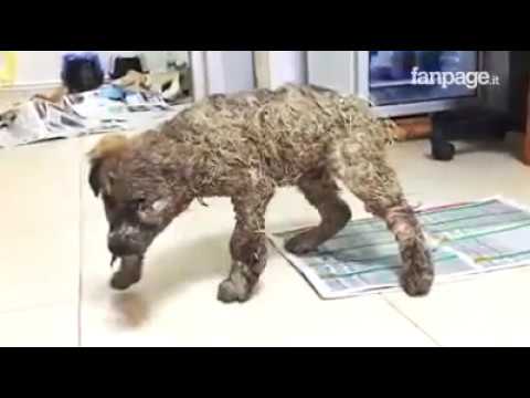Come parassiti in occhiata di aringa Risultato di lyambliya dellanalisi