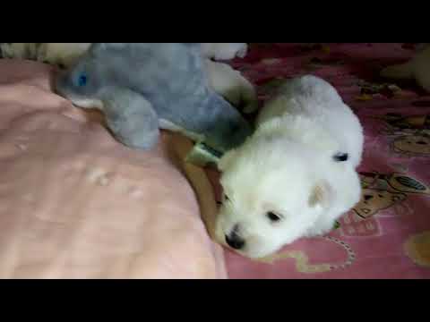 Cachorros West Highland White Terrier (Westy - Westie)  - 17/04/18 - 4