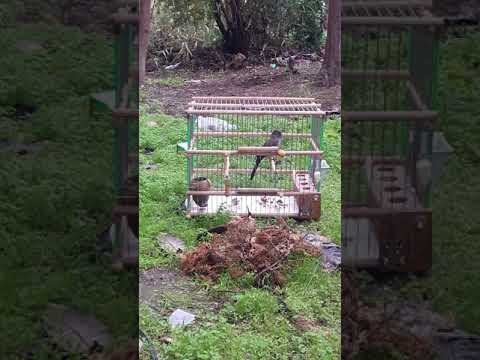 Watwat maroc 7 ans boulboul des jardins