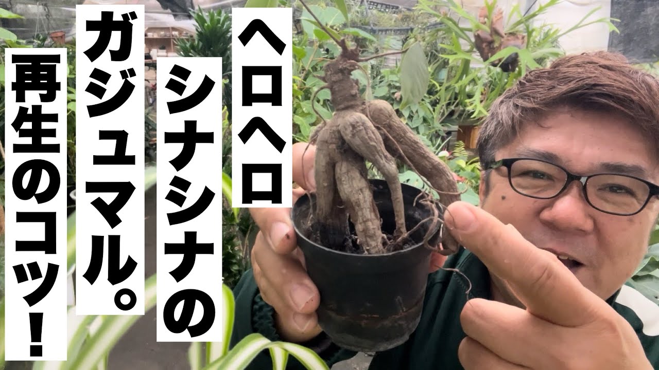 ヘロヘロシナシナのガジュマルを再生します。