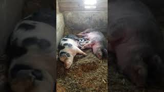 Baby pigs nursing
