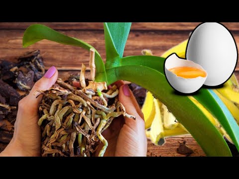 14 Easy Steps: Orchid Care For Beginners | Phalaenopsis orchid care for beginners | iKnow