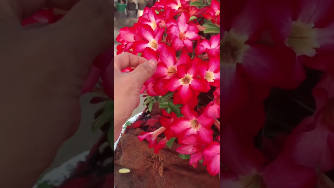 Sứ đơn thường nhưng rộ là đẹp nha cả nhà..|Truyền bonsai