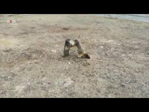 La "rissa" tra marmotte nei prati di Pila