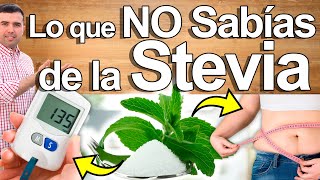 Lo Que No Te Cuentan De La Stevia - Para Qué Sirve Y Contraindicaciones De La Estevia