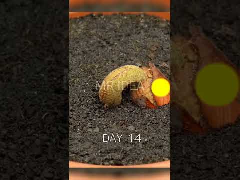 120 Days in 1 min - Growing durian tre e from seed #timelapse #plant #viral #durian
