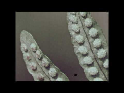 The Evolution Of Vascular Plants: The Ferns (1962)