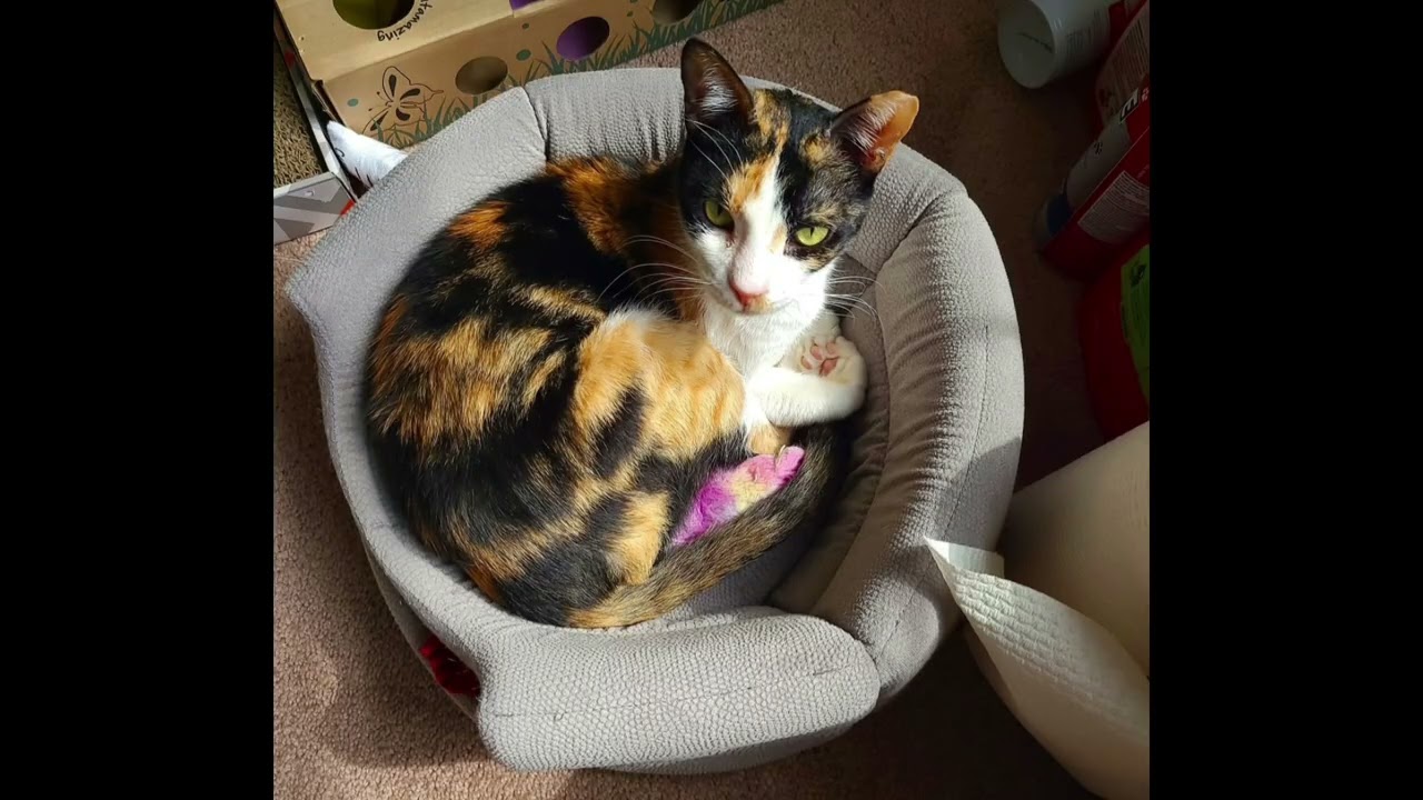 Enlarge Sugar, a Adoptable Domestic Short Hair in Fairfax, VA video 6/6