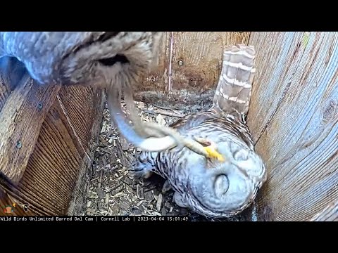 Big Snake Becomes Prey At Barred Owl Nest | April 4, 2023