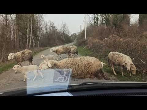 Top of Bilogora and her sheeps