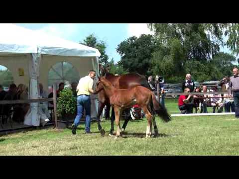 Sudweyher Fohlenschau 2016 - Kat.-Nr. 35