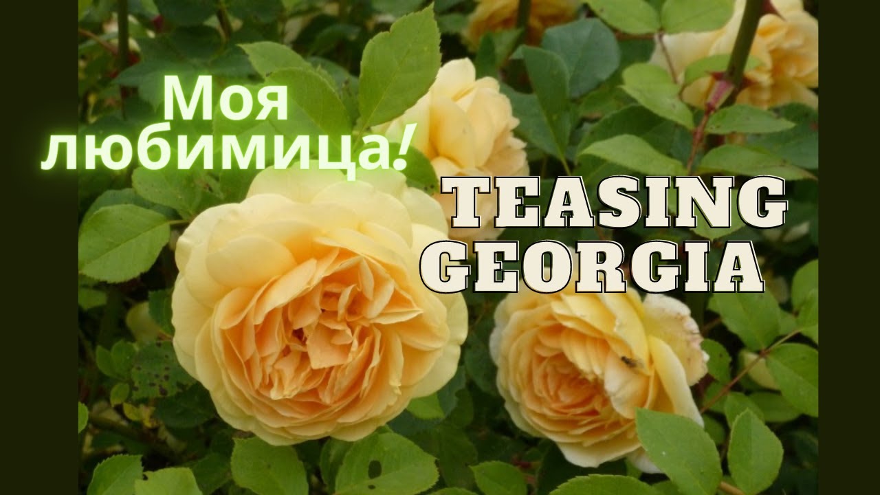 Ароматная желтая английская роза Тизинг Джорджия (Teasing Georgia Austin)Розы Дэвида Остина(остинки)