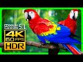 Mesmerizing Macaw Parrots In 4K HDR Relax With Stunning Visuals Surround Sound