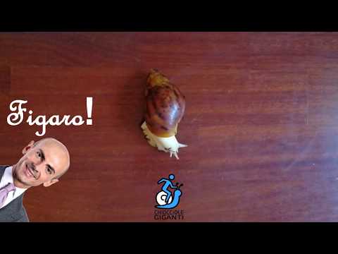 Chiocciola Gigante canta il Barbiere di Siviglia