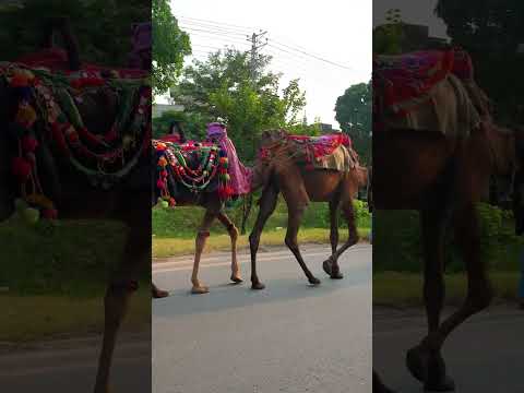 camel riding video #camel #camels #desert #riding #video #shorts #funny #ride #race #road #driving