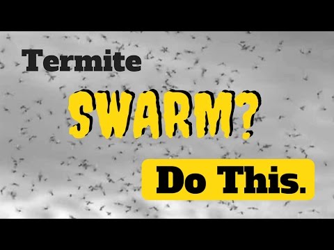 Termite Swarming - What to do