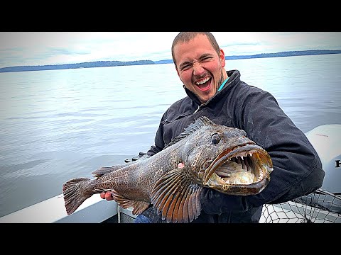 How to Catch Lingcod in Puget Sound! HUGE Monster!