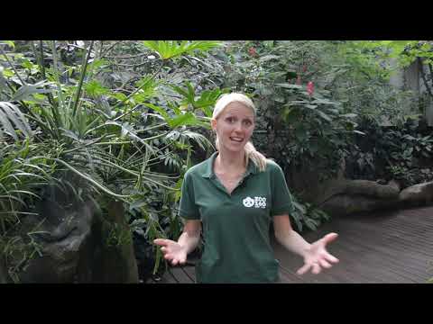 På opdagelse i den tropiske regnskov 3.-6. klasse