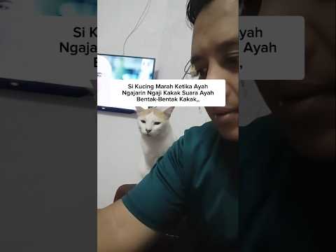 Si Kucing Marah Kalau Suara Ayah Bentak-Bentak #shorts #cat #kucing #kitten #pets #funny #animals