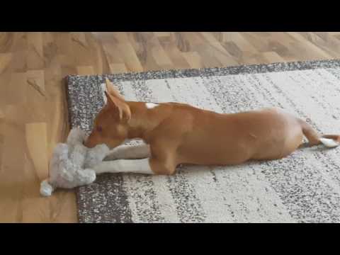 Basenji Spielzeit