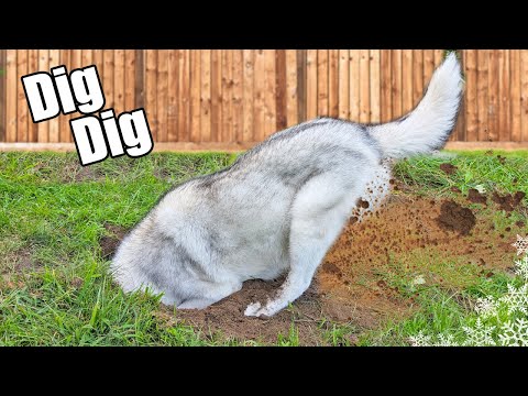 My Husky Digs Her Own Pool 💦