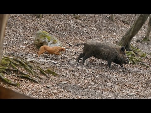 Trening pasa na divlje svinje