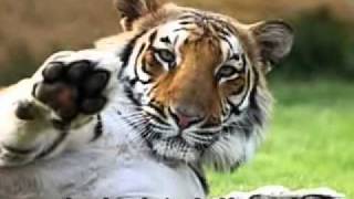 Gilberto Gil    Estrela español