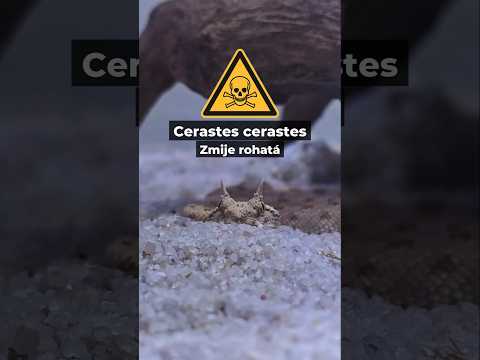 Jak hydratovat pouštní zmiji?