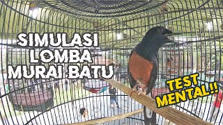Download lagu TEST MENTAL MURAI BATU !! SIMULASI LOMBA MURAI MELATIH MENTAL TEMPUR MURAI JUARA! mp3
