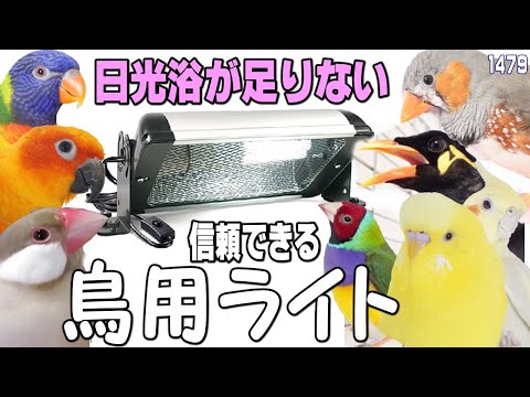 鳥類: 紫外線視覚は利点ですか?