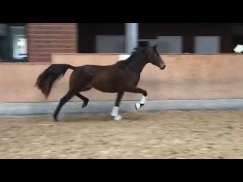 3 year old Morricone mare