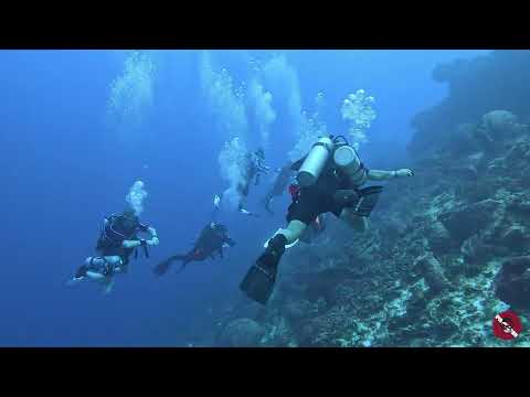 Tropical Scuba Diving in Cozumel, Mexico San Francisco Wall Deep Dive