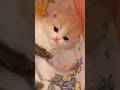 Cute kittens here 💕😻 #cute #kitten #cat - LilyJoy Cute kittens here 💕😻 #cute #kitten #cat