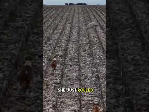 Greyhounds vs Coyote!!! Close footage!! #coyote #greyhounds #huntingwithdogs