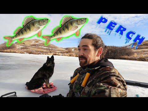 Ice Fishing Saskatchewan / Perch / Catching Minnow's! / First Ice Fishing Video!