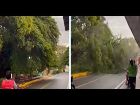 Fuertes lluvias derriban árbol y provocan apagón en sector San Rafael del Sur