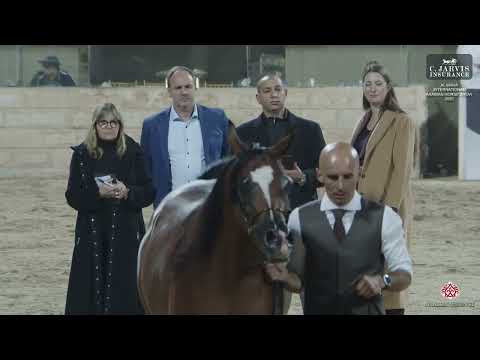 N 189 AROUB AL HAMAD   Al Maha International Arabian Horse Show 2025   Senior Mares   Section B Clas
