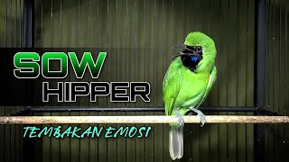 Download lagu SOW HIPPER || CUCAK IJO GACOR JAMTROK FULL TEMBAKAN EMOSI mp3